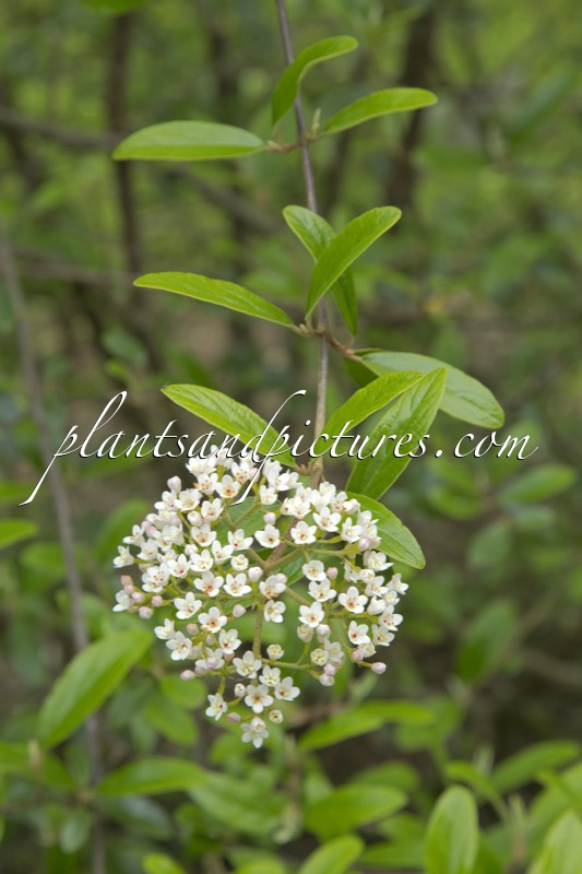 Viburnum utile