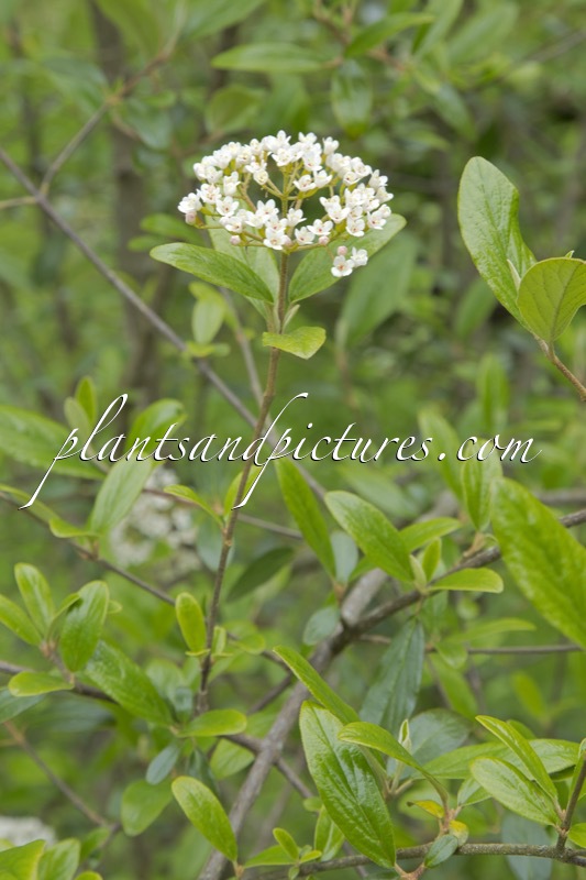 Viburnum utile