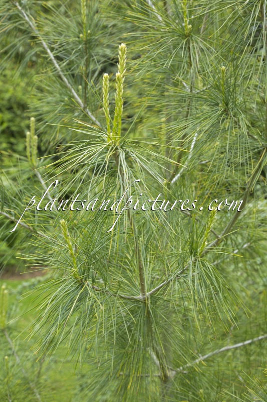 Pinus armandii var. dabeshanensis