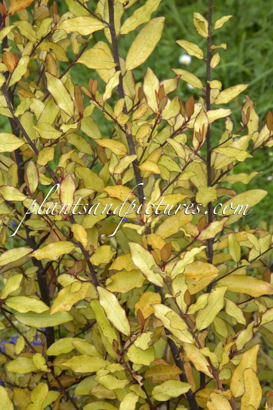 Pseudowintera colorata ‘Marjorie Congreve’