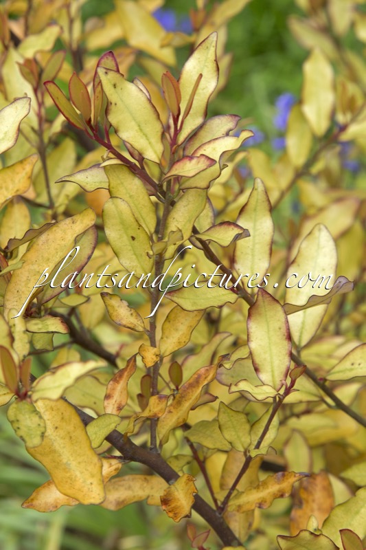 Pseudowintera colorata ‘Marjorie Congreve’