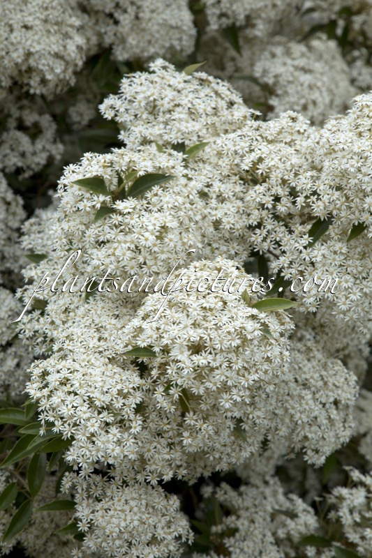 Olearia cheesemanii