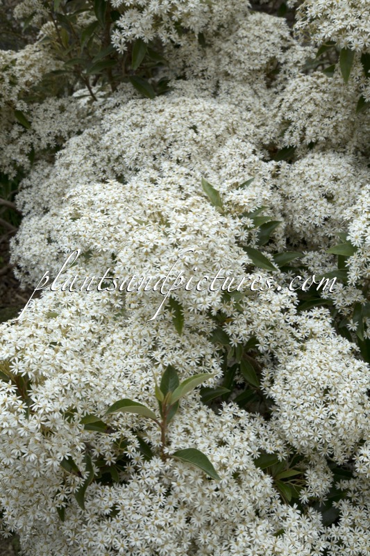 Olearia cheesemanii