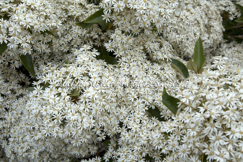 Olearia cheesemanii