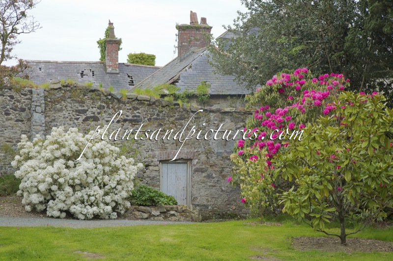 Olearia cheesemanii (+Rhododendron arboreum)