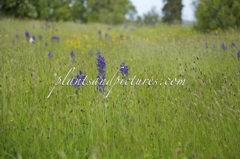 Camassia quamash