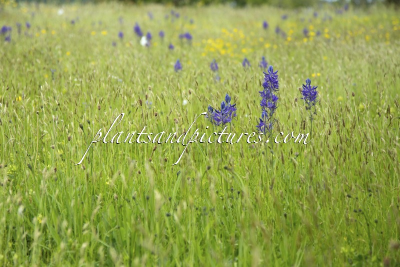 Camassia quamash