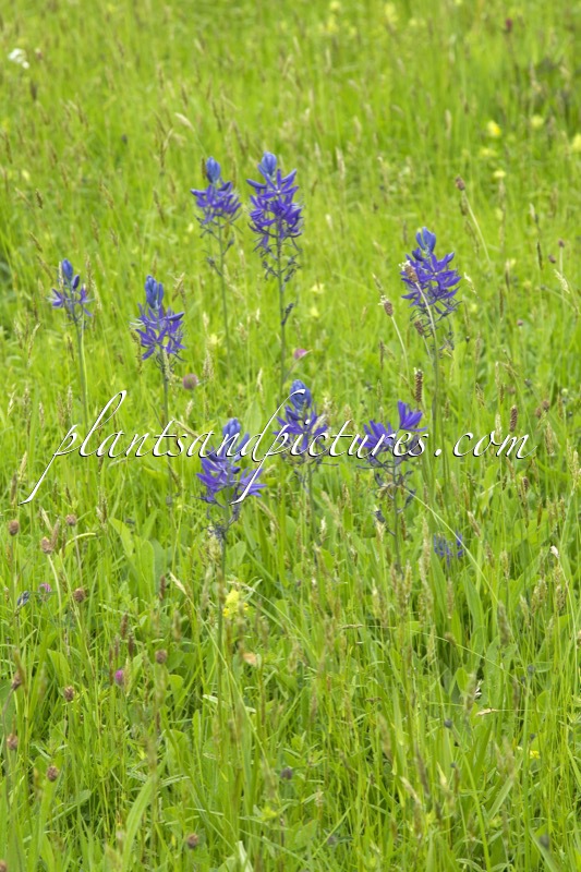 Camassia quamash