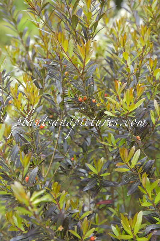 Myrceugenia lanceolata