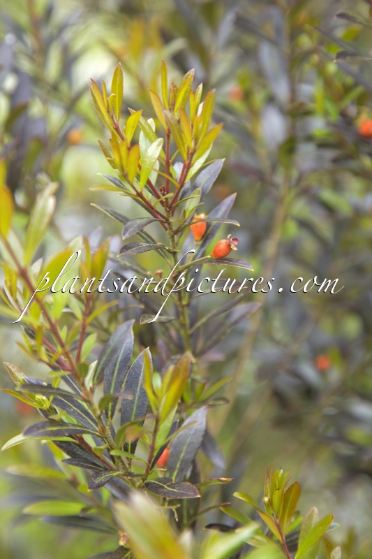 Myrceugenia lanceolata