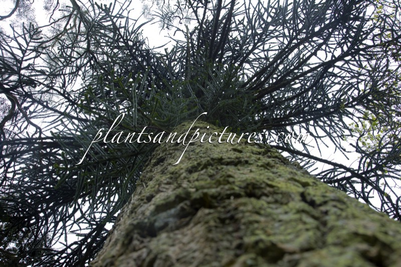 Araucaria araucana