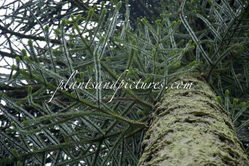 Araucaria araucana