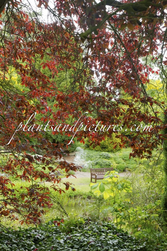 Prunus cerasifera ‘Nigra’