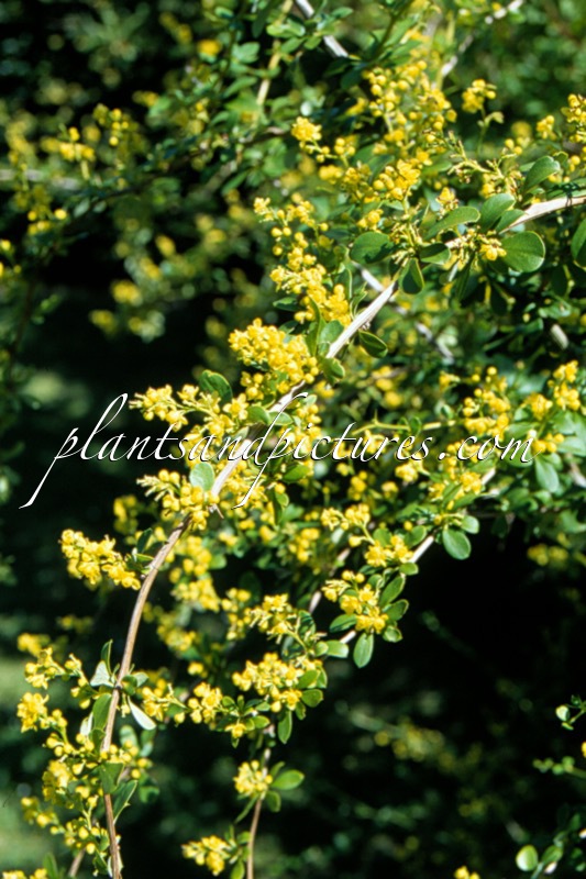 Berberis aggregata