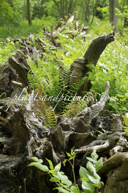 Burnby Hall Gardens