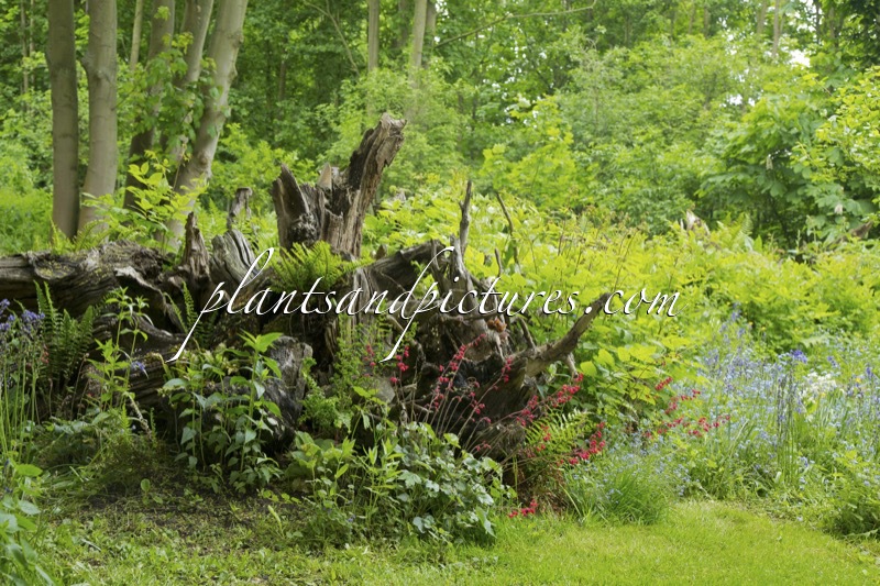 Burnby Hall Gardens