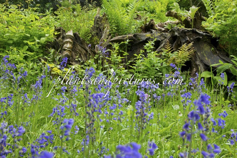 Burnby Hall Gardens