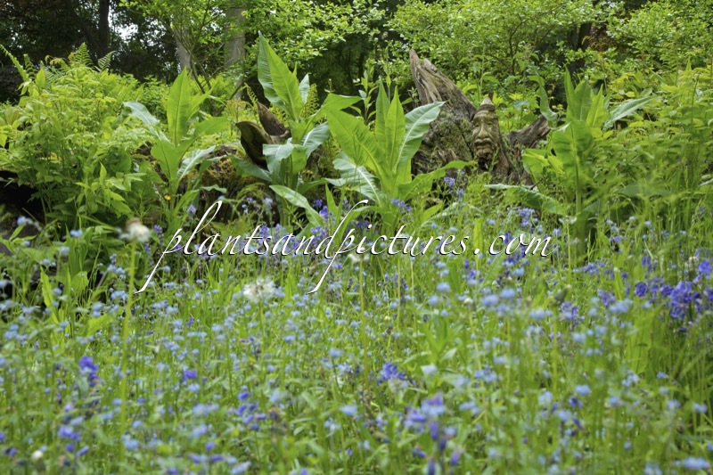 Burnby Hall Gardens