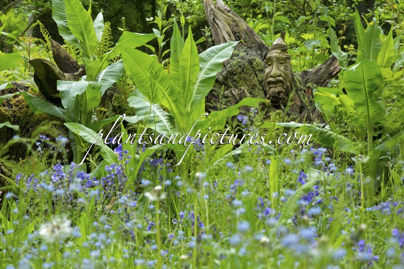 Burnby Hall Gardens