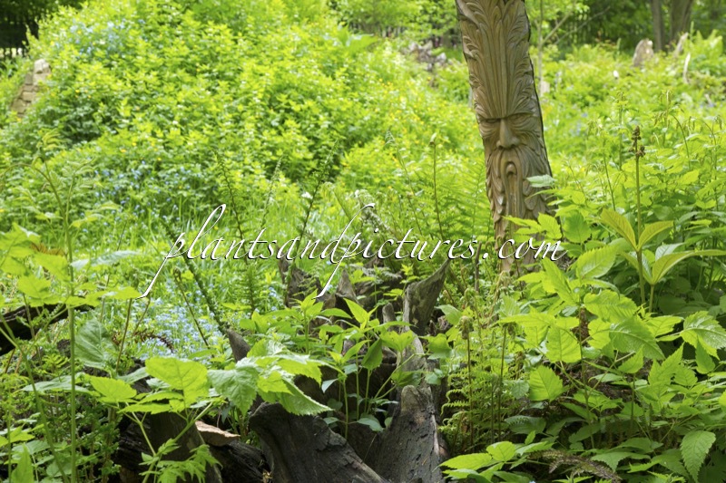 Burnby Hall Gardens