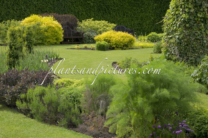Burnby Hall Gardens