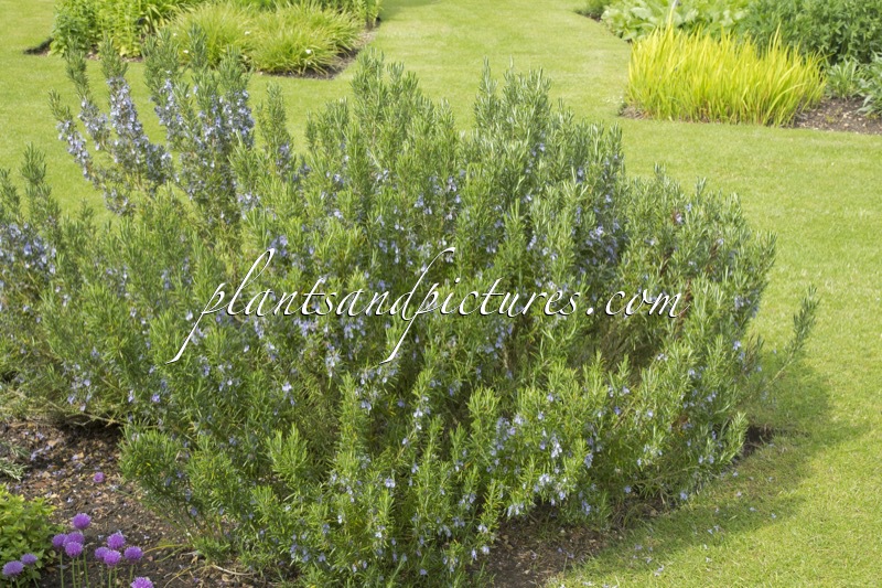 Rosmarinus officinalis