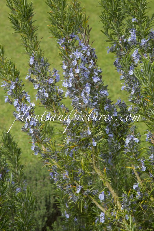 Rosmarinus officinalis