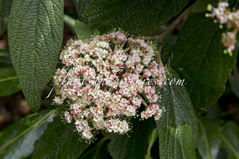 Viburnum rhytidophyllum ‘Roseum’
