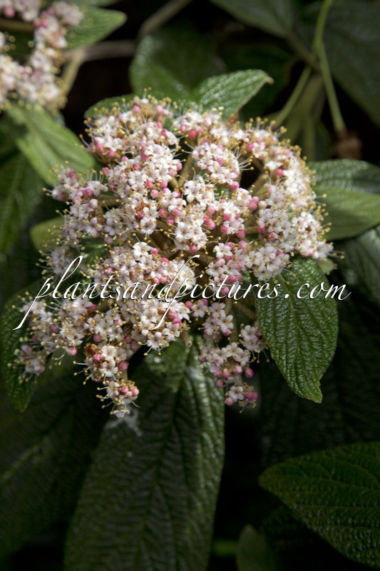 Viburnum rhytidophyllum ‘Roseum’