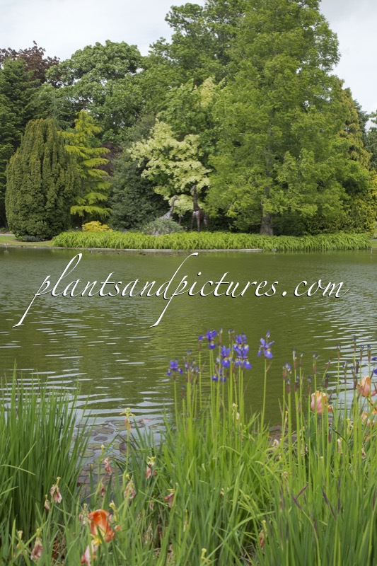 Burnby Hall Gardens