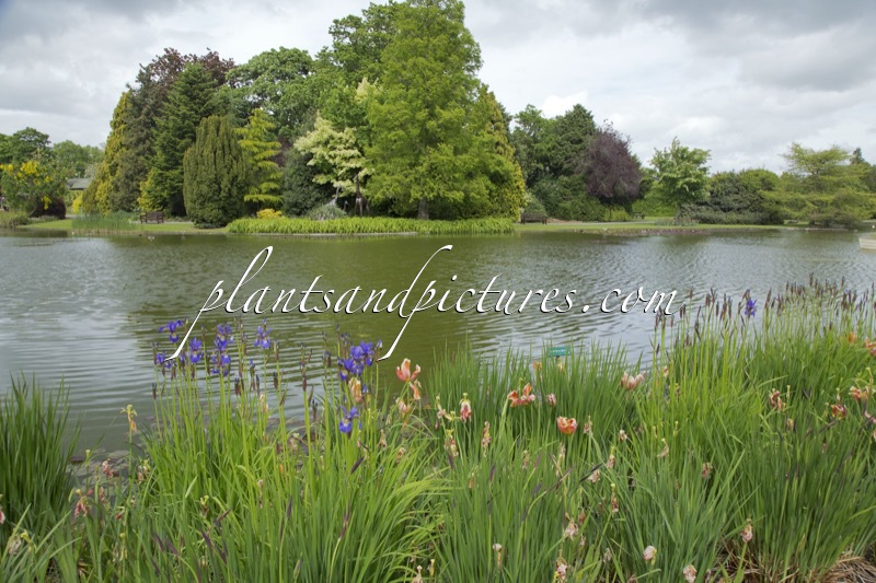 Burnby Hall Gardens