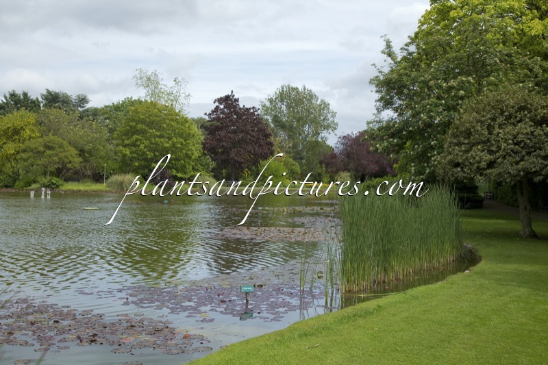 Burnby Hall Gardens