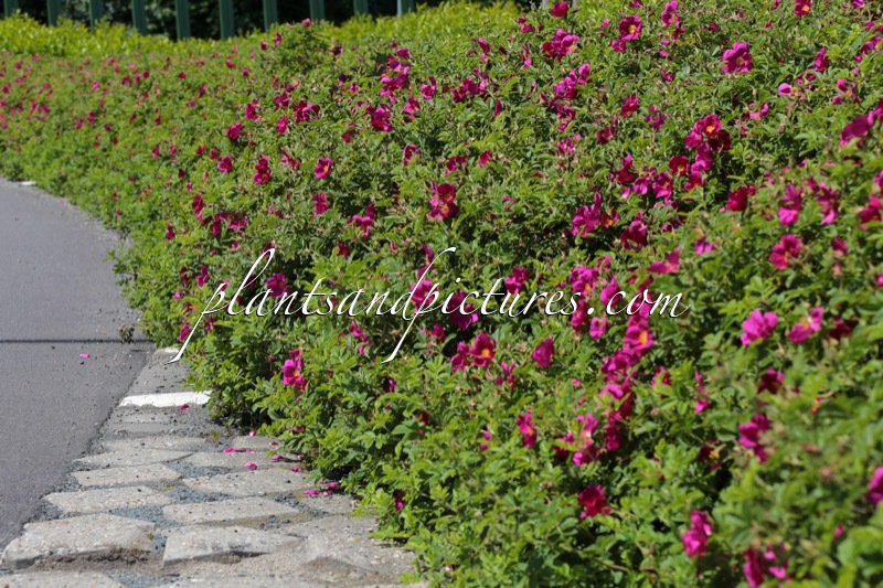 Rosa ‘Bokratrack’ (SHORT TRACK)