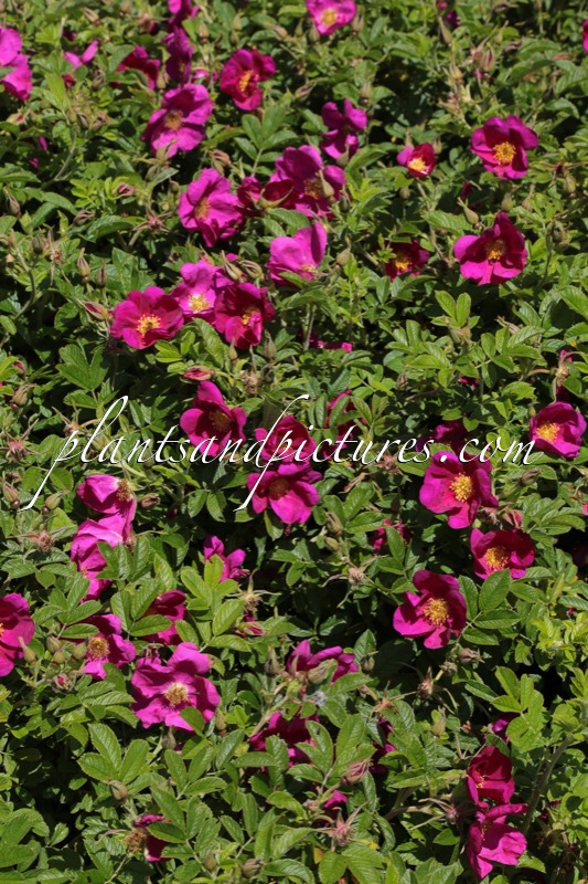 Rosa ‘Bokratrack’ (SHORT TRACK)