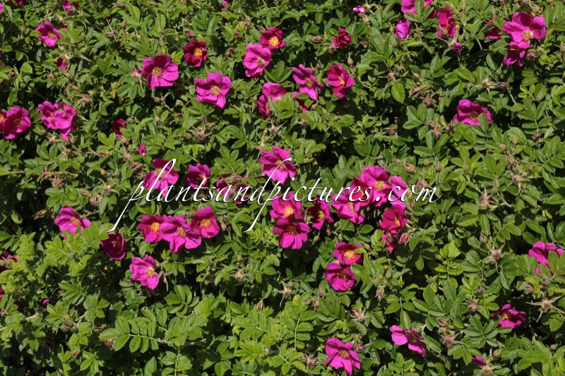 Rosa ‘Bokratrack’ (SHORT TRACK)