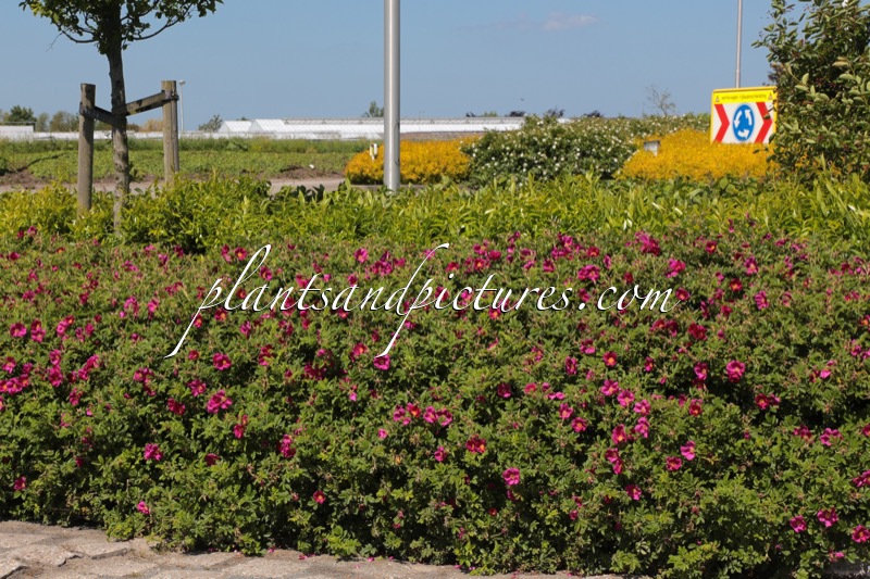 Rosa ‘Bokratrack’ (SHORT TRACK)