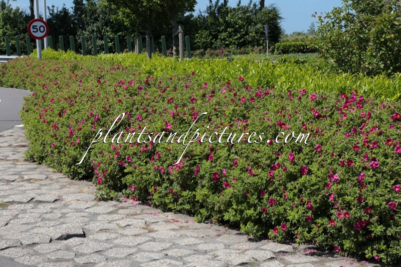 Rosa ‘Bokratrack’ (SHORT TRACK)