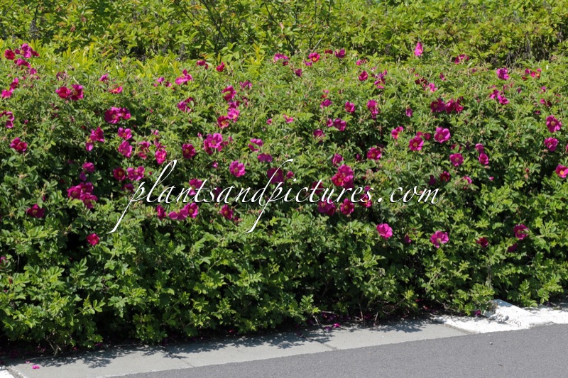 Rosa ‘Bokratrack’ (SHORT TRACK)