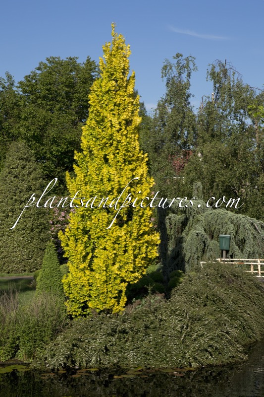 Ulmus hollandica ‘Wredei’