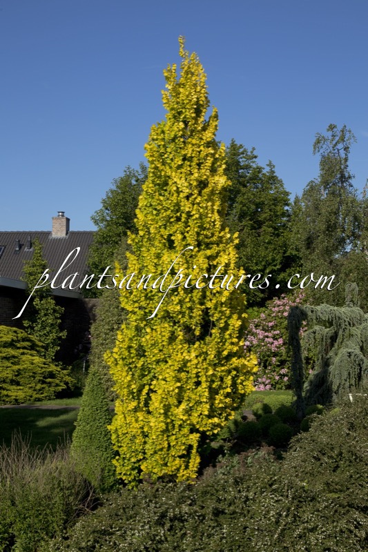 Ulmus hollandica ‘Wredei’