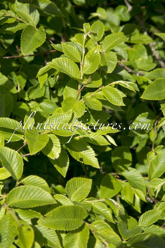 Betula chichibuensis
