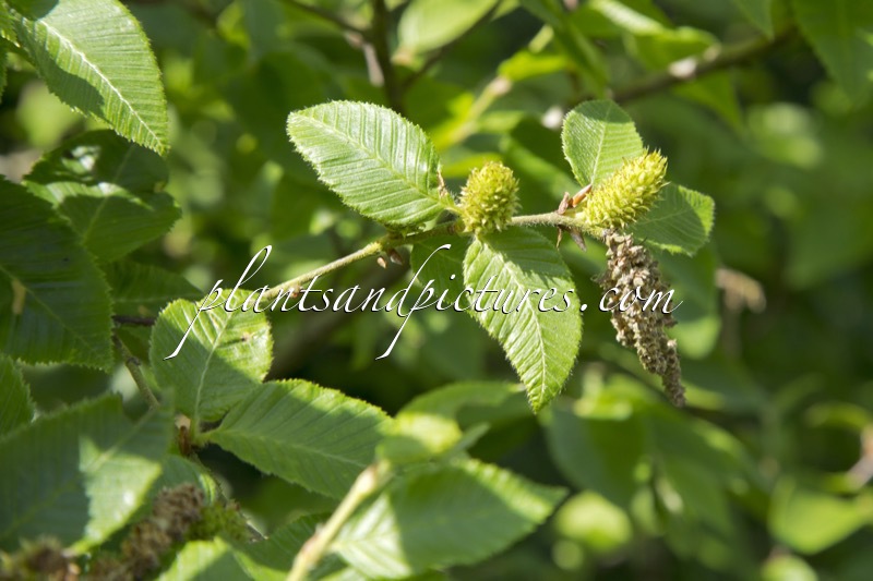 Betula chichibuensis