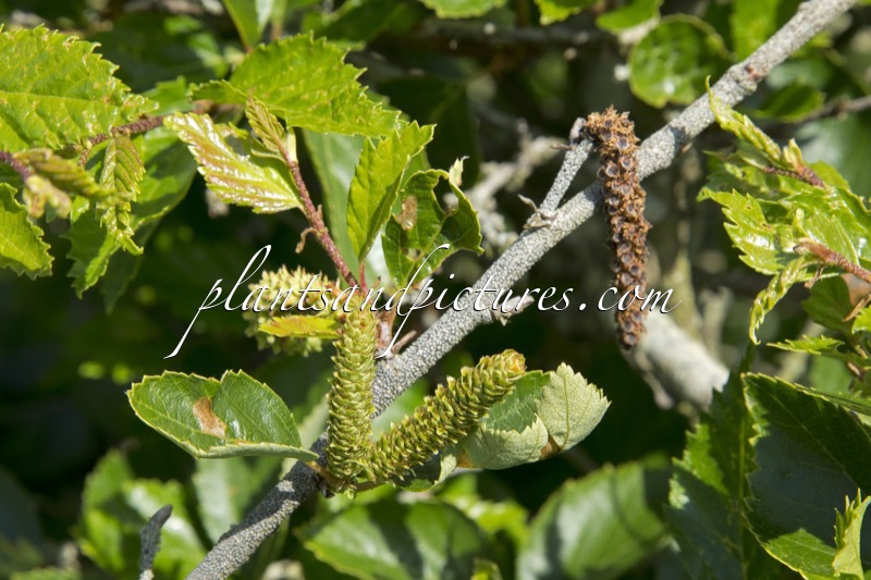 Betula apoiensis