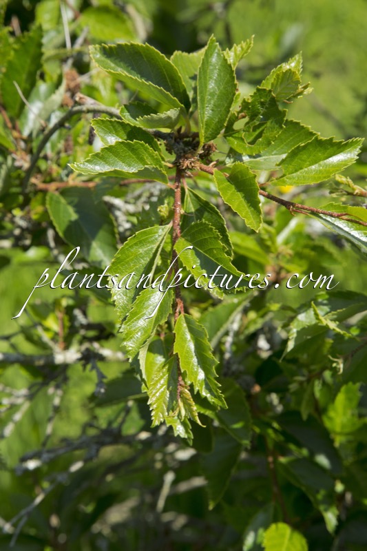 Betula apoiensis