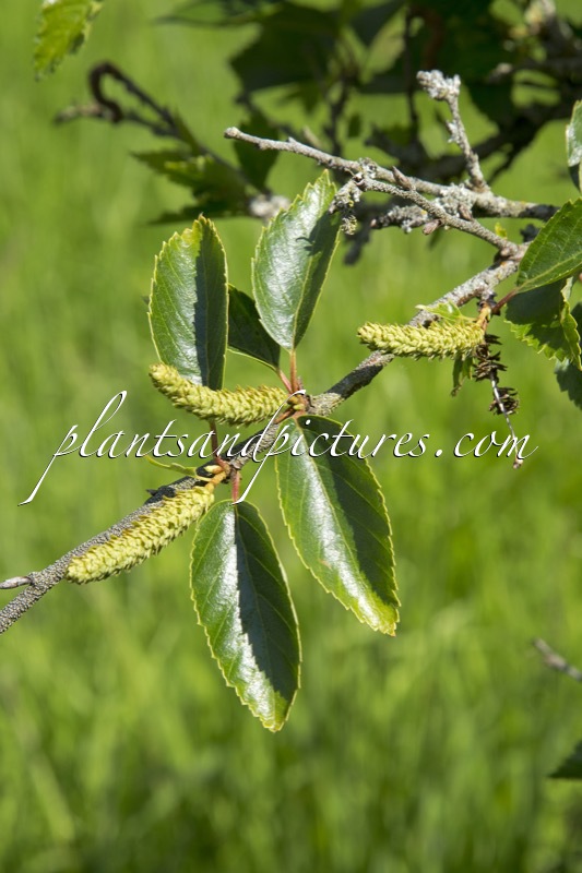 Betula apoiensis
