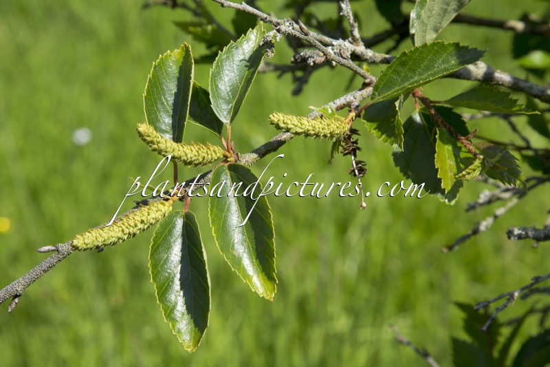 Betula apoiensis