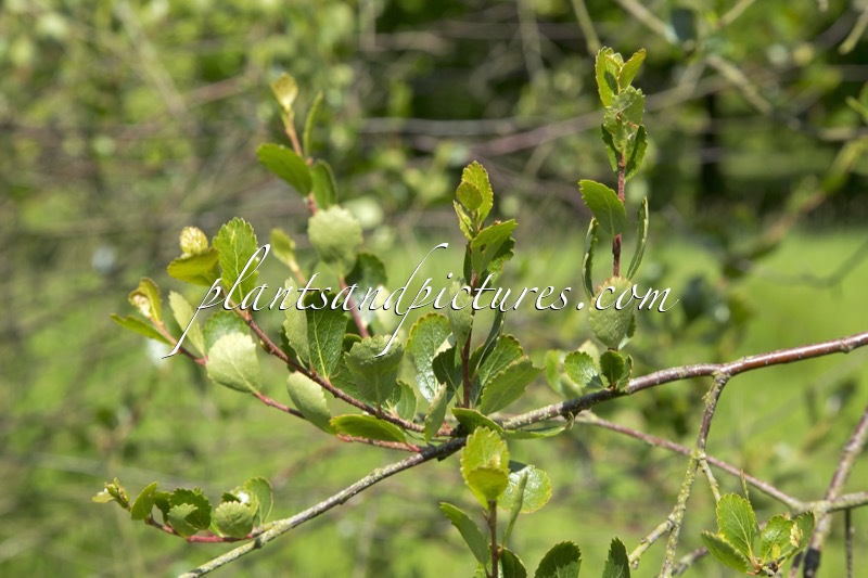 Betula pumila subsp. glandulifera