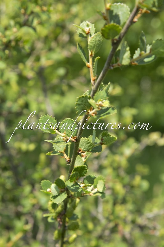 Betula pumila