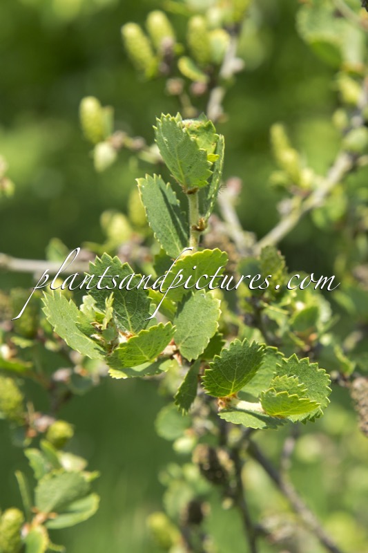 Betula pumila
