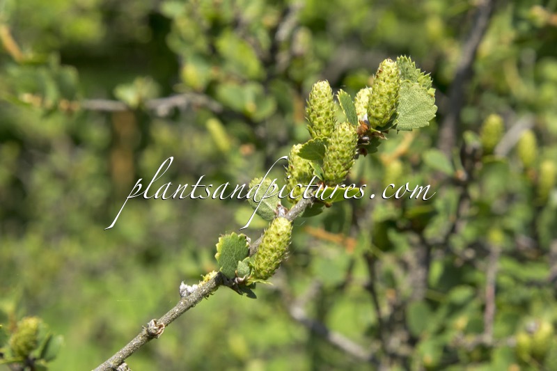 Betula pumila